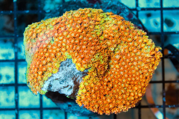 wholesale_coral - saltwater_fish saltwater_coral - rare corals - coralsdepot - Corals_Depot - live_corals - eye - catching - coral quality_marine_fish - quality - marine discoun