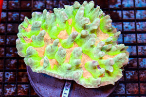 wholesale_coral - saltwater_fish saltwater_coral - rare corals - coralsdepot - Corals_Depot - live_corals - eye - catching - coral quality_marine_fish - quality - marine discoun