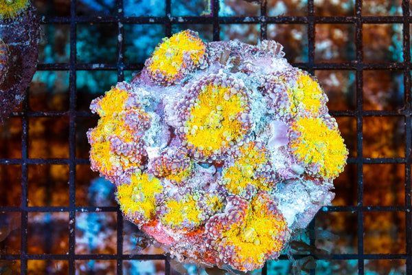 wholesale_coral - saltwater_fish saltwater_coral - rare corals - coralsdepot - Corals_Depot - live_corals - eye - catching - coral quality_marine_fish - quality - marine discoun