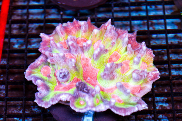wholesale_coral - saltwater_fish saltwater_coral - rare corals - coralsdepot - Corals_Depot - live_corals - eye - catching - coral quality_marine_fish - quality - marine discoun