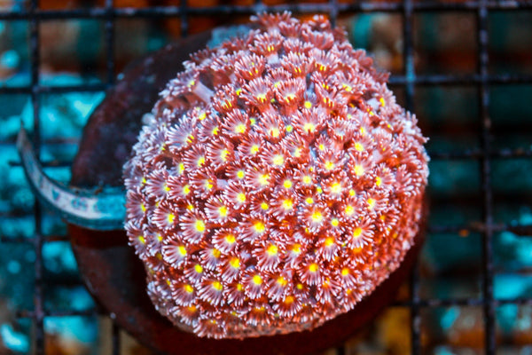 wholesale_coral - saltwater_fish saltwater_coral - rare corals - coralsdepot - Corals_Depot - live_corals - eye - catching - coral quality_marine_fish - quality - marine discoun