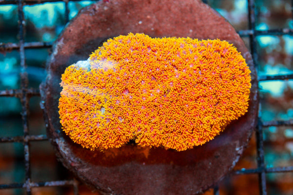 wholesale_coral - saltwater_fish saltwater_coral - rare corals - coralsdepot - Corals_Depot - live_corals - eye - catching - coral quality_marine_fish - quality - marine discoun