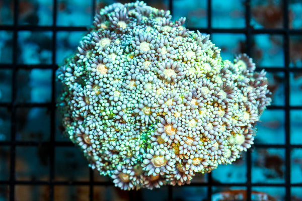 wholesale_coral - saltwater_fish saltwater_coral - rare corals - coralsdepot - Corals_Depot - live_corals - eye - catching - coral quality_marine_fish - quality - marine discoun