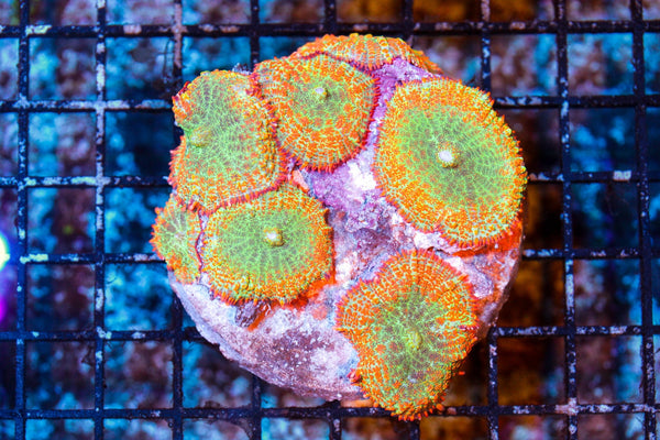 wholesale_coral - saltwater_fish saltwater_coral - rare corals - coralsdepot - Corals_Depot - live_corals - eye - catching - coral quality_marine_fish - quality - marine discoun