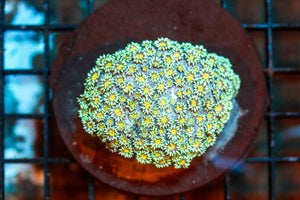 wholesale_coral - saltwater_fish saltwater_coral - rare corals - coralsdepot - Corals_Depot - live_corals - eye - catching - coral quality_marine_fish - quality - marine discoun