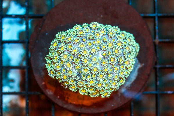 wholesale_coral - saltwater_fish saltwater_coral - rare corals - coralsdepot - Corals_Depot - live_corals - eye - catching - coral quality_marine_fish - quality - marine discoun