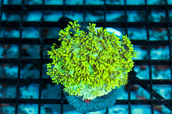 wholesale_coral - saltwater_fish saltwater_coral - rare corals - coralsdepot - Corals_Depot - live_corals - eye - catching - coral quality_marine_fish - quality - marine discoun