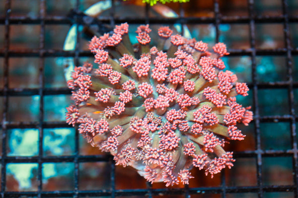 wholesale_coral - saltwater_fish saltwater_coral - rare corals - coralsdepot - Corals_Depot - live_corals - eye - catching - coral quality_marine_fish - quality - marine discoun