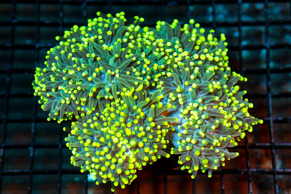 wholesale_coral - saltwater_fish saltwater_coral - rare corals - coralsdepot - Corals_Depot - live_corals - eye - catching - coral quality_marine_fish - quality - marine discoun