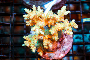 wholesale_coral - saltwater_fish saltwater_coral - rare corals - coralsdepot - Corals_Depot - live_corals - eye - catching - coral quality_marine_fish - quality - marine discoun