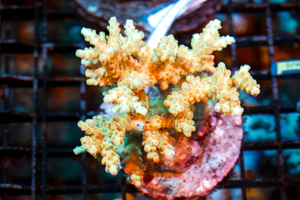 wholesale_coral - saltwater_fish saltwater_coral - rare corals - coralsdepot - Corals_Depot - live_corals - eye - catching - coral quality_marine_fish - quality - marine discoun