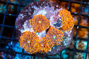 wholesale_coral - saltwater_fish saltwater_coral - rare corals - coralsdepot - Corals_Depot - live_corals - eye - catching - coral quality_marine_fish - quality - marine discoun