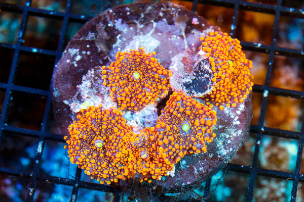 wholesale_coral - saltwater_fish saltwater_coral - rare corals - coralsdepot - Corals_Depot - live_corals - eye - catching - coral quality_marine_fish - quality - marine discoun