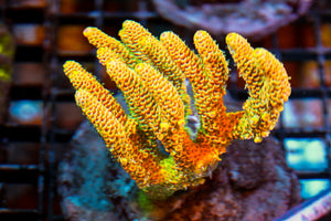 wholesale_coral - saltwater_fish saltwater_coral - rare corals - coralsdepot - Corals_Depot - live_corals - eye - catching - coral quality_marine_fish - quality - marine discoun