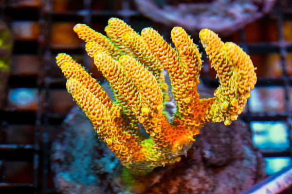 wholesale_coral - saltwater_fish saltwater_coral - rare corals - coralsdepot - Corals_Depot - live_corals - eye - catching - coral quality_marine_fish - quality - marine discoun