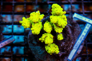 wholesale_coral - saltwater_fish saltwater_coral - rare corals - coralsdepot - Corals_Depot - live_corals - eye - catching - coral quality_marine_fish - quality - marine discoun
