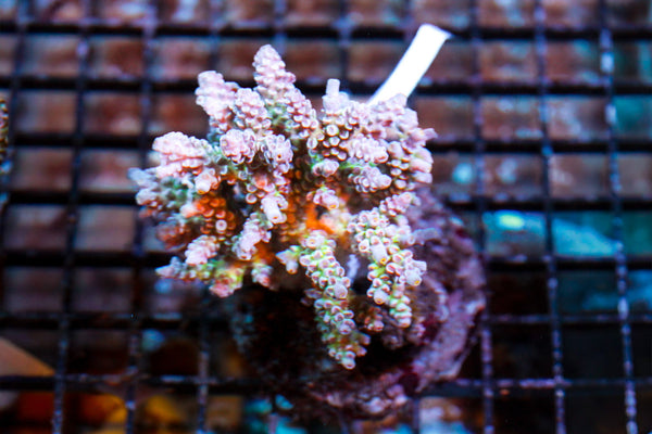 wholesale_coral - saltwater_fish saltwater_coral - rare corals - coralsdepot - Corals_Depot - live_corals - eye - catching - coral quality_marine_fish - quality - marine discoun