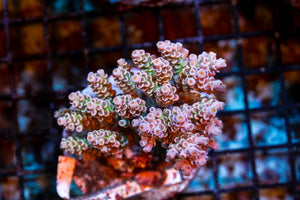 wholesale_coral - saltwater_fish saltwater_coral - rare corals - coralsdepot - Corals_Depot - live_corals - eye - catching - coral quality_marine_fish - quality - marine discoun