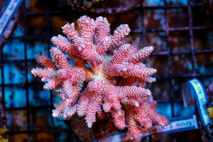 wholesale_coral - saltwater_fish saltwater_coral - rare corals - coralsdepot - Corals_Depot - live_corals - eye - catching - coral quality_marine_fish - quality - marine discoun