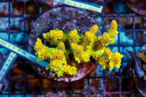 wholesale_coral - saltwater_fish saltwater_coral - rare corals - coralsdepot - Corals_Depot - live_corals - eye - catching - coral quality_marine_fish - quality - marine discoun