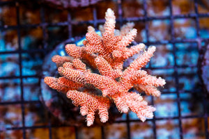 wholesale_coral - saltwater_fish saltwater_coral - rare corals - coralsdepot - Corals_Depot - live_corals - eye - catching - coral quality_marine_fish - quality - marine discoun