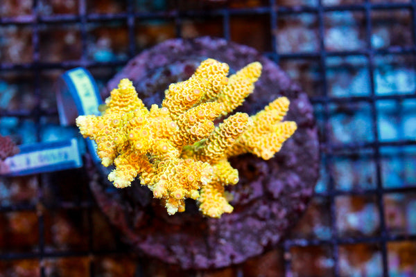 wholesale_coral - saltwater_fish saltwater_coral - rare corals - coralsdepot - Corals_Depot - live_corals - eye - catching - coral quality_marine_fish - quality - marine discoun