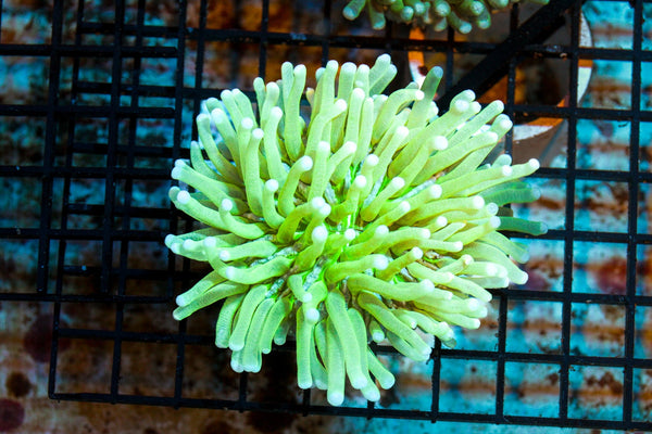wholesale_coral - saltwater_fish saltwater_coral - rare corals - coralsdepot - Corals_Depot - live_corals - eye - catching - coral quality_marine_fish - quality - marine discoun