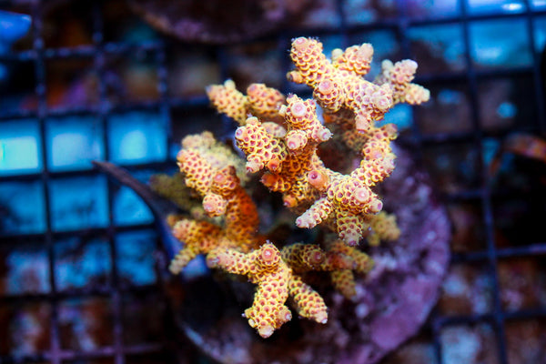 wholesale_coral - saltwater_fish saltwater_coral - rare corals - coralsdepot - Corals_Depot - live_corals - eye - catching - coral quality_marine_fish - quality - marine discoun