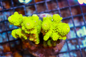 wholesale_coral - saltwater_fish saltwater_coral - rare corals - coralsdepot - Corals_Depot - live_corals - eye - catching - coral quality_marine_fish - quality - marine discoun