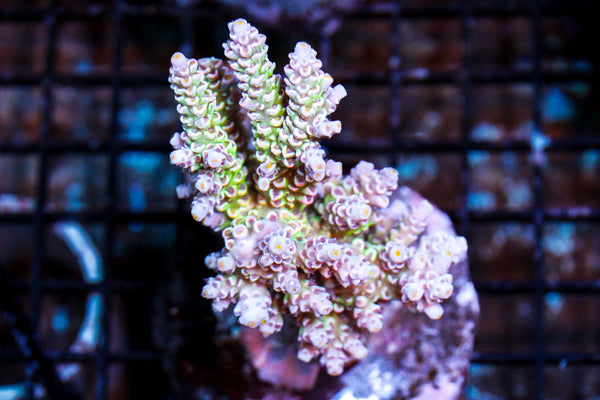 wholesale_coral - saltwater_fish saltwater_coral - rare corals - coralsdepot - Corals_Depot - live_corals - eye - catching - coral quality_marine_fish - quality - marine discoun