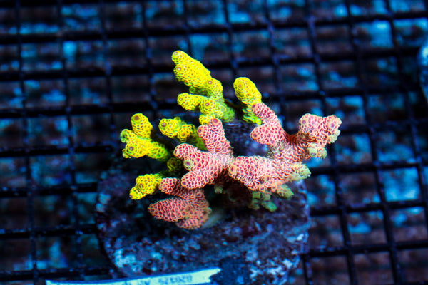 wholesale_coral - saltwater_fish saltwater_coral - rare corals - coralsdepot - Corals_Depot - live_corals - eye - catching - coral quality_marine_fish - quality - marine discoun