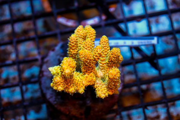 wholesale_coral - saltwater_fish saltwater_coral - rare corals - coralsdepot - Corals_Depot - live_corals - eye - catching - coral quality_marine_fish - quality - marine discoun