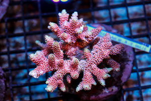 wholesale_coral - saltwater_fish saltwater_coral - rare corals - coralsdepot - Corals_Depot - live_corals - eye - catching - coral quality_marine_fish - quality - marine discoun