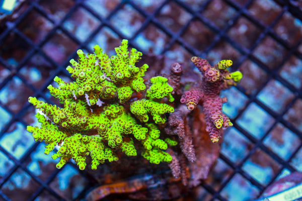 wholesale_coral - saltwater_fish saltwater_coral - rare corals - coralsdepot - Corals_Depot - live_corals - eye - catching - coral quality_marine_fish - quality - marine discoun