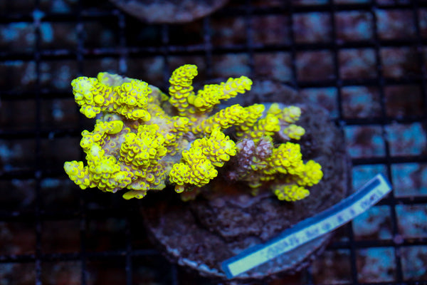wholesale_coral - saltwater_fish saltwater_coral - rare corals - coralsdepot - Corals_Depot - live_corals - eye - catching - coral quality_marine_fish - quality - marine discoun