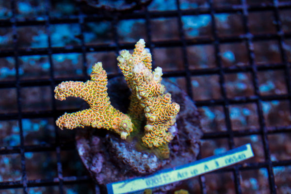 wholesale_coral - saltwater_fish saltwater_coral - rare corals - coralsdepot - Corals_Depot - live_corals - eye - catching - coral quality_marine_fish - quality - marine discoun