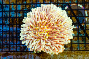 wholesale_coral - saltwater_fish saltwater_coral - rare corals - coralsdepot - Corals_Depot - live_corals - eye - catching - coral quality_marine_fish - quality - marine discoun