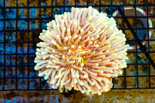 wholesale_coral - saltwater_fish saltwater_coral - rare corals - coralsdepot - Corals_Depot - live_corals - eye - catching - coral quality_marine_fish - quality - marine discoun