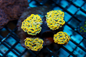 wholesale_coral - saltwater_fish saltwater_coral - rare corals - coralsdepot - Corals_Depot - live_corals - eye - catching - coral quality_marine_fish - quality - marine discoun