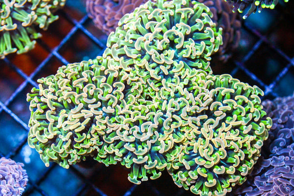 wholesale_coral - saltwater_fish saltwater_coral - rare corals - coralsdepot - Corals_Depot - live_corals - eye - catching - coral quality_marine_fish - quality - marine discoun