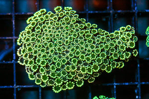 wholesale_coral - saltwater_fish saltwater_coral - rare corals - coralsdepot - Corals_Depot - live_corals - eye - catching - coral quality_marine_fish - quality - marine discoun