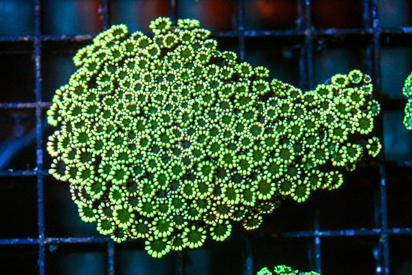 wholesale_coral - saltwater_fish saltwater_coral - rare corals - coralsdepot - Corals_Depot - live_corals - eye - catching - coral quality_marine_fish - quality - marine discoun