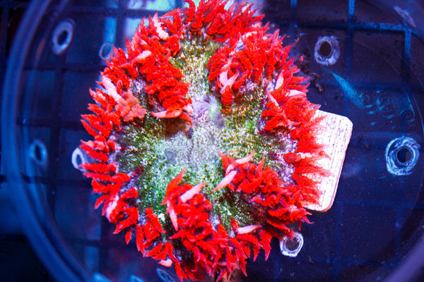 wholesale_coral - saltwater_fish saltwater_coral - rare corals - coralsdepot - Corals_Depot - live_corals - eye - catching - coral quality_marine_fish - quality - marine discoun