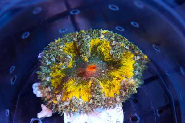 wholesale_coral - saltwater_fish saltwater_coral - rare corals - coralsdepot - Corals_Depot - live_corals - eye - catching - coral quality_marine_fish - quality - marine discoun
