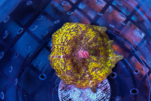 wholesale_coral - saltwater_fish saltwater_coral - rare corals - coralsdepot - Corals_Depot - live_corals - eye - catching - coral quality_marine_fish - quality - marine discoun