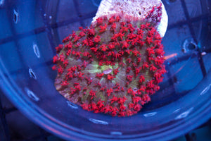 wholesale_coral - saltwater_fish saltwater_coral - rare corals - coralsdepot - Corals_Depot - live_corals - eye - catching - coral quality_marine_fish - quality - marine discoun