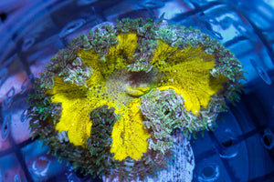 wholesale_coral - saltwater_fish saltwater_coral - rare corals - coralsdepot - Corals_Depot - live_corals - eye - catching - coral quality_marine_fish - quality - marine discoun