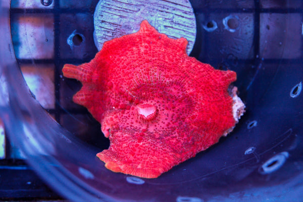 wholesale_coral - saltwater_fish saltwater_coral - rare corals - coralsdepot - Corals_Depot - live_corals - eye - catching - coral quality_marine_fish - quality - marine discoun