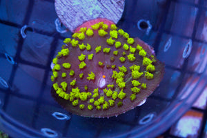 wholesale_coral - saltwater_fish saltwater_coral - rare corals - coralsdepot - Corals_Depot - live_corals - eye - catching - coral quality_marine_fish - quality - marine discoun