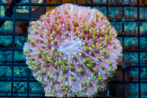 wholesale_coral - saltwater_fish saltwater_coral - rare corals - coralsdepot - Corals_Depot - live_corals - eye - catching - coral quality_marine_fish - quality - marine discoun